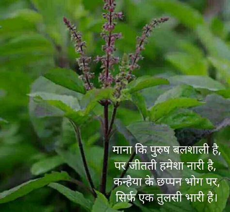 Tulsi Vivah Quotes In Hindi, Krishna Tulsi, Tulsi Vivah, Tulsi Plant, Plants Quotes, Santa Photos, Quotes Hindi, Rose Leaves, Quotes In Hindi