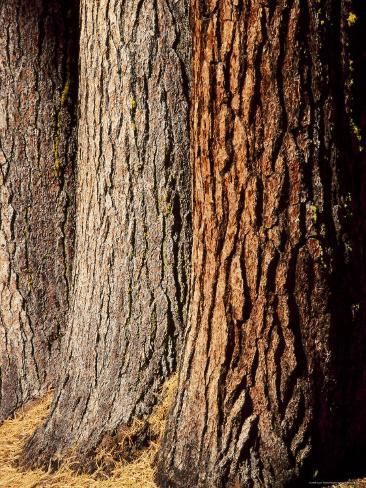 size: 24x18in Photographic Print: Close-Up of the Trunks and Bark of a Grove of Giant Sequoias, California, USA by Gavin Hellier : Artists Art For Walls, Autumn Tattoo, Tree Bark Texture, Bald Cypress, Natural Structures, Art Nouveau Art, Tree Trunks, Forest Floor, Tree Bark