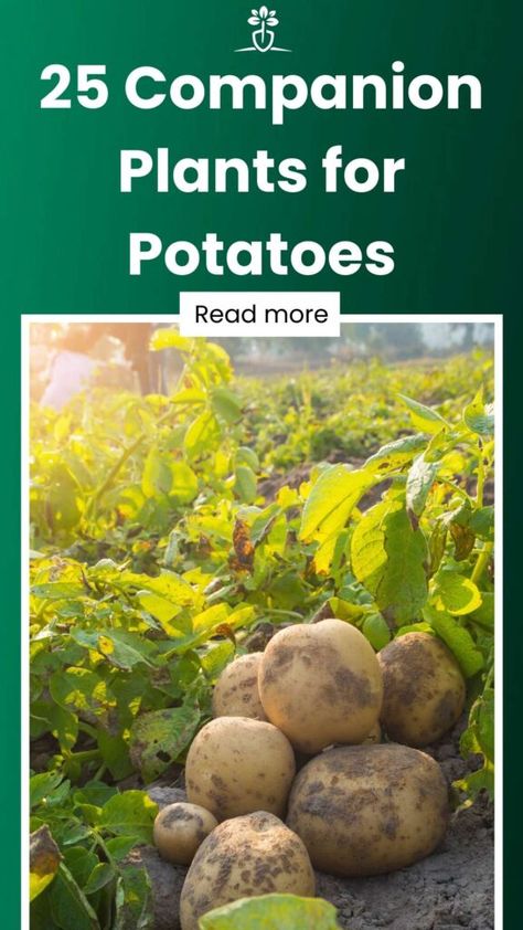 Sweet Potato Companion Plants, Potato Gardening Ideas, Potato Companion Planting, Companion Plants For Potatoes, Companion Planting Potatoes, Onion Companion Planting, Potato Towers, Potato Companion Plants, Potato Growing