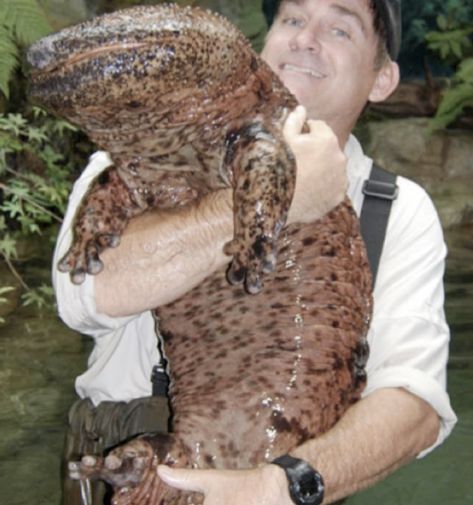 200-Year-Old Chinese Giant Salamander Chinese Giant Salamander, Giant Salamander, Mountain Streams, Giant Dinosaur, Giant Tortoise, Big Animals, Clydesdale, Endangered Animals, Like Animals