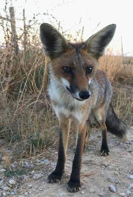 Uma bela raposa Natural Beauty, Fox, Animals, Nature