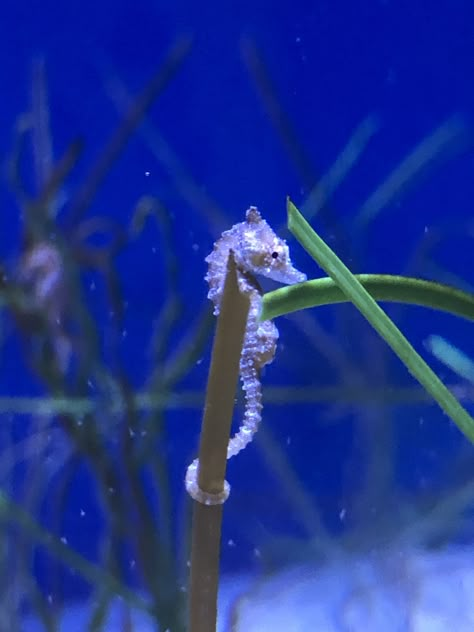 Sea Horses Aesthetic, Sea Horse Aesthetic, Seahorse Aesthetic, Ocean Widget, Seahorse Aquarium, Baby Seahorse, Vacation Board, Sea Horses, Salt Water Fish