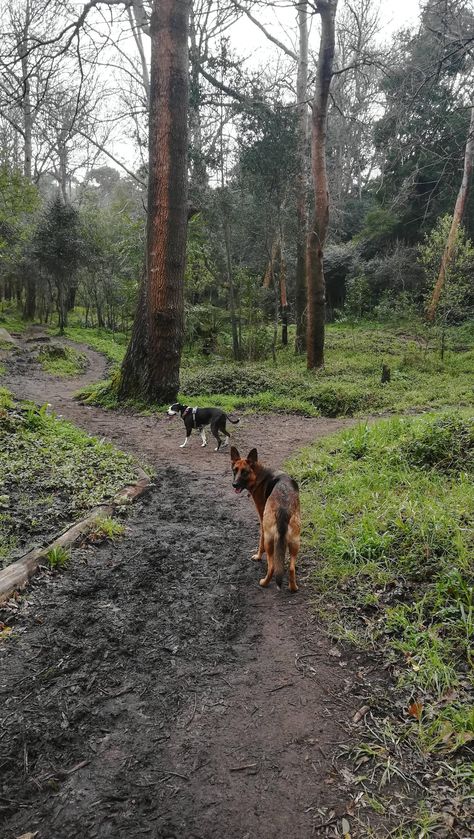 Dog Forest Aesthetic, Dogs In Forest, Farm Dog Aesthetic, Dog In Field, Dog In Forest, Dogs In Nature, Dog In Nature, Cottage Dog, Walking Motivation