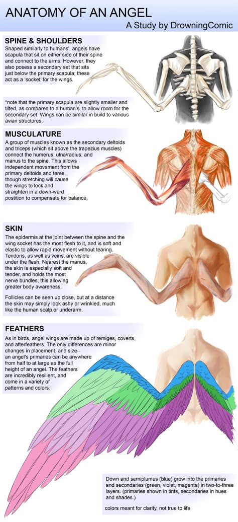 Angel Wing Concept Art, Humans With Wings Anatomy, Winged Person Anatomy, Wing Study Drawing, Different Types Of Angel Wings, Angel Anatomy Wings, Angel Wings Types, Types Of Wings Angels, Wing Anatomy Human