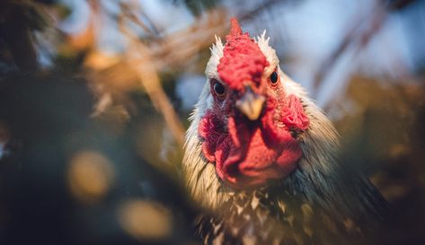 Though it may sound crazy, most keepers will confirm that their chickens feel emotions. Here are four feelings your birds may experience. 📷 Jason Leung/Unsplash Raising Quail, Chicken Care, Cage Free Eggs, Chicken Health, Raising Backyard Chickens, Keeping Chickens, Easy Backyard, Survival Life, Backyard Chickens