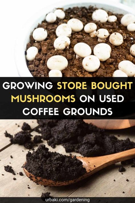 Growing mushrooms in coffee grounds is simple and easy and in this video tutorial you will learn how to grow your own mushrooms at home. Fungi grow everywhere associated with waste: Fungi can grow on paper, cardboard, sawdust everywhere. Their coincident growth is something else, but the fact is that growing mushrooms is difficult. You can not grow them in ordinary garden soil. The organic materials that fungi grow on are called fungal substrates and the coffee grounds used work well for this... Growing Shiitake Mushrooms, Mushrooms Diy, Mushroom Farming, Used Coffee Grounds, Diy Mushroom, Grow Mushrooms, Growing Mushrooms At Home, Mushroom Cultivation, Garden Mushrooms