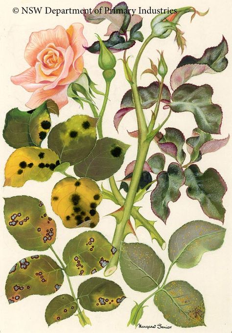 Illustration of Foliage diseases of roses Plant Pathology, Scientific Illustration, Grad School, Botany, Clay Crafts, Disease, Plant Leaves, This Is Us, Roses