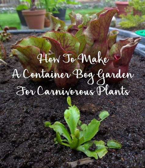 Bog Planter Ideas, Bog Garden Ideas How To Build, Bog Garden Ideas Carnivorous Plants, Bog Garden Ideas, Bog Gardens, Carnivores Plants, Carnivorous Plants Terrarium, Dirt Therapy, Bog Witch