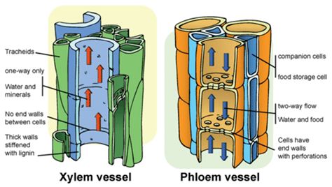 Xylem And Phloem, Photosynthesis Activities, Plant Lessons, Biology Plants, Plant Physiology, Science Classroom Decorations, Plant Structure, Biology Facts, Ap Biology