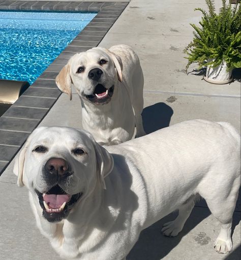 White lab puppy, white labrador retriever White Labs Dogs, White Lab Puppy, Labrador White, Cream Labrador, Marie Core, White Labrador Puppy, White Lab Puppies, Happy Aesthetic, White Labrador