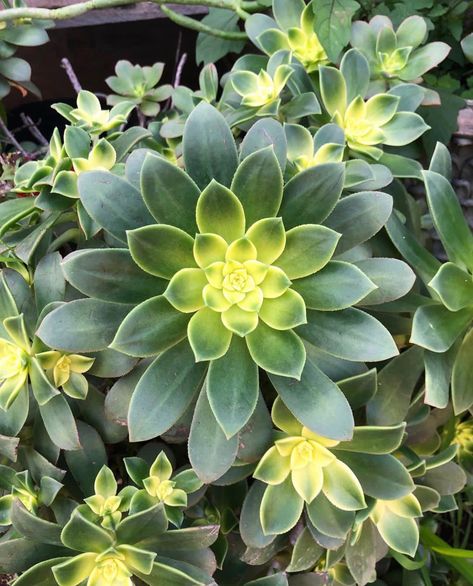 Aeonium “Kiwi” Organic Inspiration, Aeonium Kiwi, Organic Plants, Cacti And Succulents, Gardening Ideas, Kiwi, Succulent, Zen, Landscaping