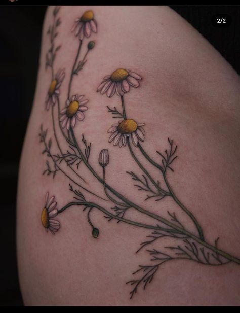 Oxeye Daisy Tattoo, Camomile Flower Tattoo, Camomile Tattoo, Calendula Tattoo, Chamomile Tattoo, Daisy Tattoo, Botanical Tattoo, Chamomile Flowers, Forearm Tattoos