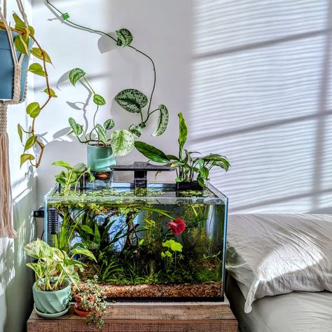 Good morning 🌞 #aesthetic #aquarium Turtle Tank Aesthetic, Peceras Aesthetic, Chiropractor Assistant, Good Morning Aesthetic, Aesthetic Aquarium, Betta Tanks, Plant Tank, Aquarium Aesthetic, Tank Terrarium