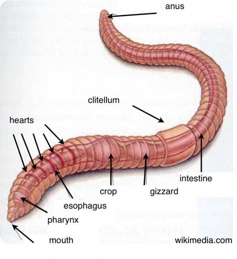 Earthworms perform an important service in our ecosystem. This hub will help you discover more about these amazing excavators in a way that your kids, or grandkids, will enjoy. Worms Preschool, Cacing Tanah, Red Wiggler Worms, Sistem Pencernaan, Red Worms, Worm Composting, Worm Farm, Earthworms, Preschool Science