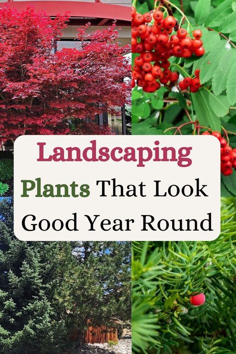 Landscaping Plants That Look Good Year Round All Year Round Plants, Perennial Garden Plans, Front Yard Plants, Yard Plants, Small Front Yard Landscaping, Small Front Yard, Front Yard Garden Design, Low Maintenance Landscaping, Good Year