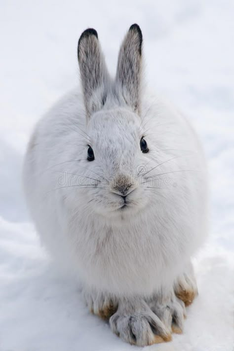 Snowshoe Hare. White snowshoe hare in winter, front view #Sponsored , #PAID, #Affiliate, #Hare, #snowshoe, #front, #White Snow Shoe Hare, Bunny Front View, Rabbit Front View, Felted Reindeer, Snowshoe Rabbit, Hare Drawing, White Hare, Snowshoe Hare, Arctic Hare