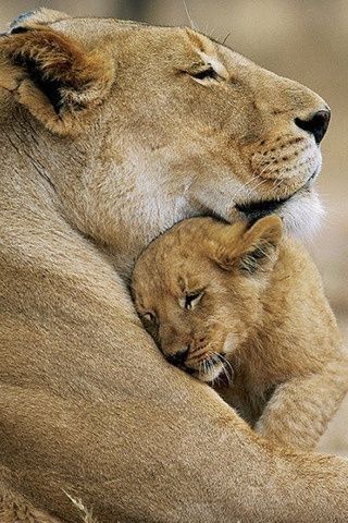 Regnul Animal, Wild Animals Photos, Baby Lion, Super Cute Animals, Cheetahs, Cute Wild Animals, Cute Animal Photos, Cute Animal Pictures, Animal Photo