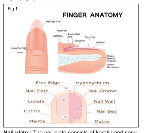 Nails knowledgenail Nail Art Knowledge, Nail Tech Study Notes, Nails Lesson, Nails Knowledge, Anatomy Nails, Nail Lesson, Nail Teaching, Finger Anatomy, Nail Knowledge