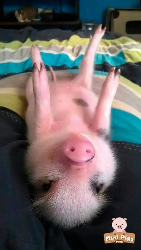 Cute Piglets, Baby Farm Animals, Funny Pigs, Cute Animals Puppies, Funny Animal Photos, Cute Piggies, Pet Pigs, Baby Pigs