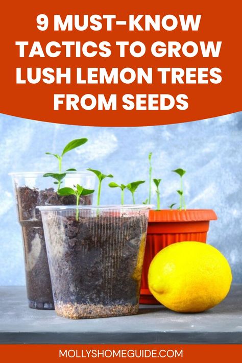 Learn the step-by-step process of growing lemons from seeds right in your own home. Discover the joys of nurturing and watching a tiny seed develop into a thriving lemon tree. Easy to follow instructions for planting, caring, and maintaining your lemon plant. All you need is patience, sunlight, water, and love! Start this rewarding journey today with our comprehensive guide on how to grow lemons from seeds. Happy gardening! How To Plant Lemon Seeds In A Pot, Lemon Tree From Seed Diy, How To Grow A Lemon Tree In A Pot, How To Plant Lemon Seeds, Planting Lemon Seeds Indoors, Lemon Seeds Grow How To, How To Grow A Lemon Tree From Seed, How To Grow Lemons From Seeds, Grow Lemons From Seeds