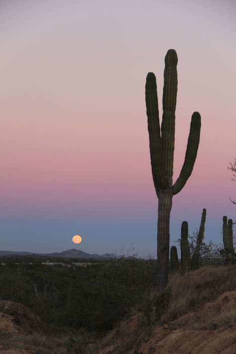 cardon cactus in baja california sur Desert Aesthetic, Wal Art, Desert Life, Desert Vibes, Baja California Sur, California Dreaming, Nature Aesthetic, Sky Aesthetic, Aesthetic Backgrounds