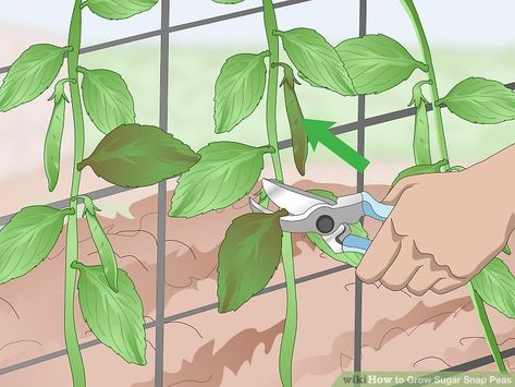 Snap Pea Trellis, Snap Peas Garden, Grow Sweet Peas, Heavenly Bamboo, Pea Trellis, Growing Sweet Peas, Pea Plant, Grow Avocado, Bamboo Trellis