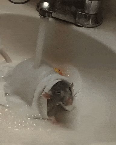 Frog Shower Video, A Rat Showering, Rat Taking A Shower Video, Rat Taking A Shower Pic, Dancing Frog Gif, Rats Meme Funny, Cute Rats, Pet Rats, Rodents