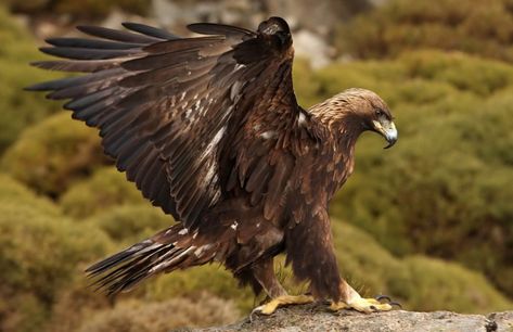 Eagle Aesthetic, Raptors Bird, American Bald Eagle, Animal Study, Buy List, Golden Eagle, Rare Birds, Birds Of Prey, Animal Planet