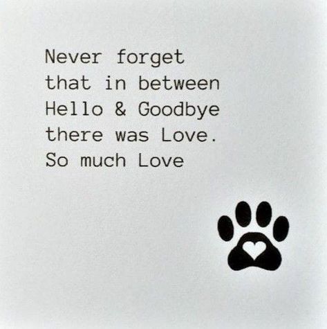 Losing A Dog Quotes, Losing A Pet Quotes, Dog Heaven Quotes, Dog Loss Sympathy, Dog Sympathy Card, Miss My Dog, Birthday Cards For Girlfriend, Lost Quotes, Pet Sympathy Cards