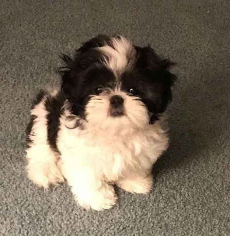 Cute Shitzu Puppies, Cute Shih Tzu Puppies, Puppies Shih Tzu, Dog Shih Tzu, Perro Shih Tzu, Chien Shih Tzu, Shitzu Dogs, Shitzu Puppies, Very Cute Puppies