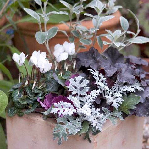 Autumn bedding pot display Autumn Window Boxes Uk, Autumn Pots Outdoor Uk, Autumn Planter Ideas Uk, Autumn Bedding, Winter Window Boxes, Pot Display, Fall Container Gardens, Ornamental Cabbage, Plants Uk