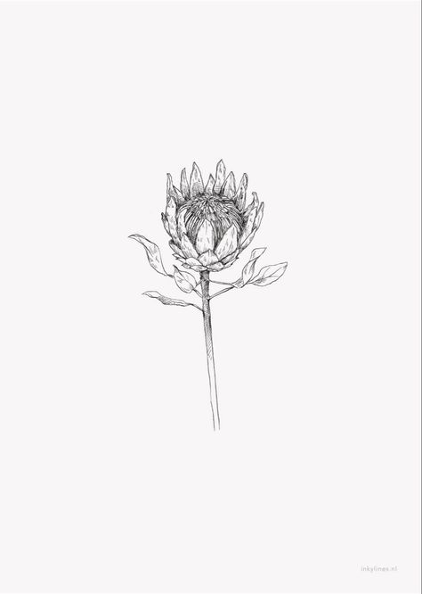 Protea Flower Drawing, Protea Sketch, Native Australian Flowers Tattoo, Protea Drawing, Protea Tattoo, Flor Tattoo, Africa Tattoos, Protea Flowers, Protea Art