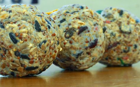 how to make homemade DIY bird-fat-balls from suet and seed Therapy Garden, Patio Layout Design, Gardener Aesthetic, Bird Suet, High Energy Foods, Suet Cakes, Seed Balls, Garden Decoration Ideas, Bird Treats