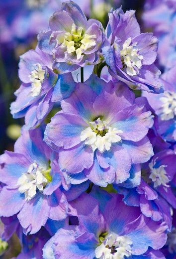 Delphinium 'Spindrift' (Candle Larkspur) Candle Larkspur, Larkspur Plant, Pnw Gardening, Magic Fountain, Larkspur Flower, Plantain Lily, Garden Paradise, Hummingbird Garden, Pinkish Purple