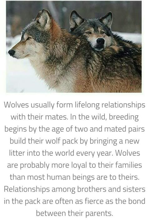 Wolves mate for life Wolf Mates Art, Animals Mate For Life, Wolf Facts, Facts About Wolves, Types Of Wolves, Cute Wolves, Wolf Mates, Wolf Packs, Psy Chihuahua