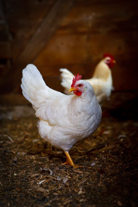 Chicken Animal Photography, Chickens Photography, Hen Photography, Hen Pictures, Chicken Photography, Chicken Photos, Hen And Rooster, Chicken Animal, Farm Chickens