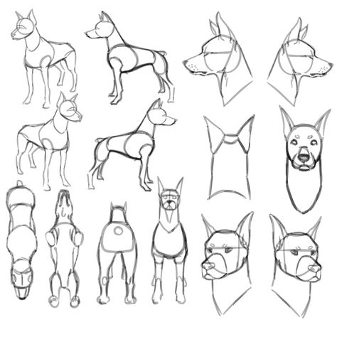 Drawing Dog Reference, Dog Sketch Anatomy, Dog Head Drawing Reference, Dog Front View Drawing, Dog Snout Drawing Reference, Belgian Shepherd Drawing, Dog Body Reference, How To Draw A Dog Head, Doberman Drawing Reference