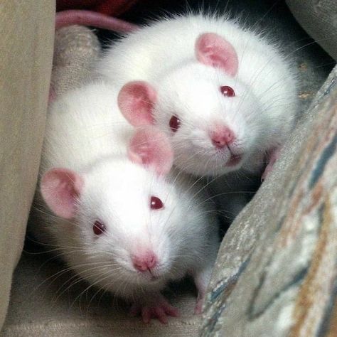 Baby Rats, Cute Rats, Norwegian Forest Cat, Rat Terriers, Pet Rats, Ap Art, Birthday List, Hamsters, Cute Little Animals