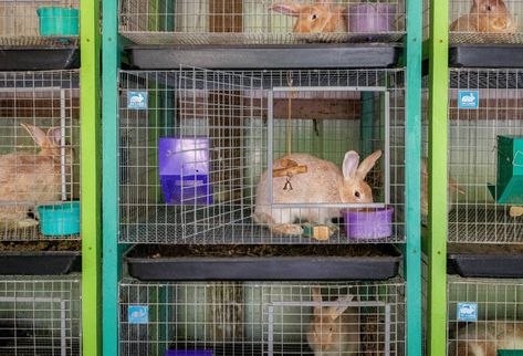 Creating Triple-Stacked Cage Frames for the Rabbitry — Teal Stone Homestead Diy Rabbit Hay Rack, Rabbit Breeding Setup, Rabbit Breeding Cage Setup, Stackable Rabbit Cages, Rabbitry Ideas, Rabbitry Setup, Hay Rack For Rabbits, Wire Rabbit Cages, X Pen Rabbit Cage