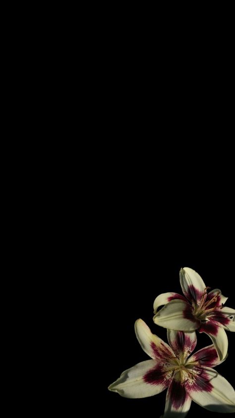 #floralaesthetic #flora Lily Flower Wallpaper, Stussy Wallpaper, Blank Wallpaper, Iphone Wallpaper Ios, Flowery Wallpaper, Verses Wallpaper, Nothing But Flowers, Iphone Wallpaper Photos, Edgy Wallpaper