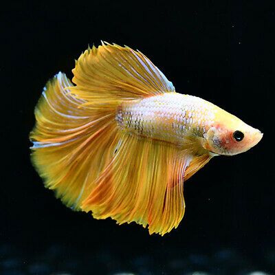 Details about Live Betta Fish "Super Yellow Half Moon" AU46 Male from Thailand Yellow Betta Fish, Half Moons, Mermaid Costume, Betta Fish, Tropical Fish, Aquarium Fish, Half Moon, Fish Pet, Thailand