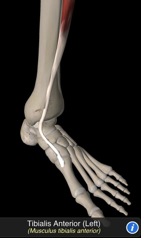 Tibialis Anterior, Anatomy, Quick Saves