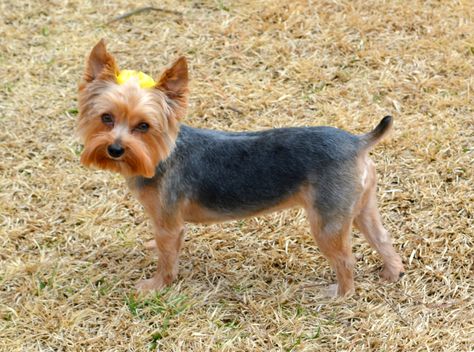 Emma's summer haircut Yorkshire Hairstyle, Yorkie Pomeranian Mix Haircuts, Yorkie Puppy Cut, Yorkie Summer Cut, Yorkie First Haircut, Party Yorkie Haircut, Yorkie Cuts, Yorkie Hairstyles, Easy Professional Hairstyles