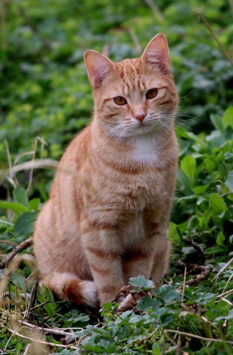 Fluffy Kittens, Orange Tabby Cats, Orange Cats, Orange Tabby, Ginger Cats, Domestic Cat, Cute Cats And Kittens, Alam Yang Indah, Orange Cat