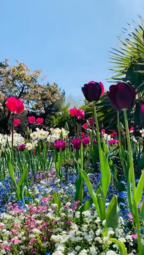 Beautiful Images Nature Sunlight, All Things Grow With Love, Tulip Garden, Good Morning Flowers Gif, Tulips Garden, Flowers Gif, Wallpaper Nature Flowers, Beautiful Flowers Garden, Floral Photography