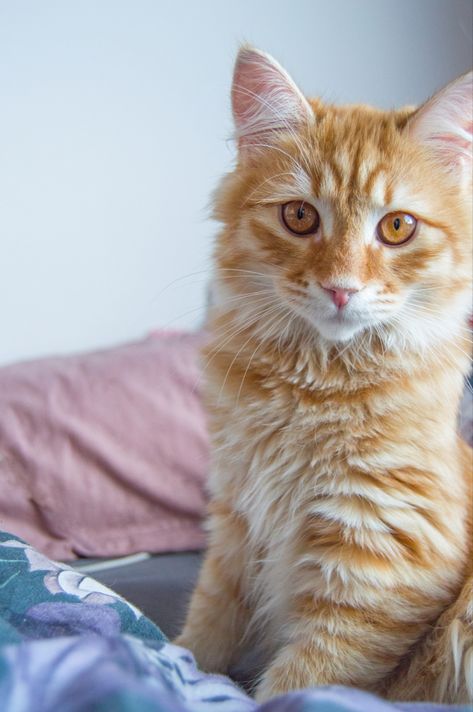 Red and white Siberian cat Red Siberian Cat, White Siberian Cat, Siberian Cat, Orange Cat, Maine Coon, Maine, Red And White, Orange, Red