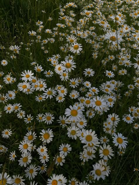 Daisy Widget Aesthetic, Daisy Cartoon Flower Aesthetic, Palomacore Aesthetic, Daisy Flower Asthetics, Daisy Athestic, Daisy Asthetic Picture, Flowers Athstetic, Noorcore Aesthetic, Selma Core Aesthetics