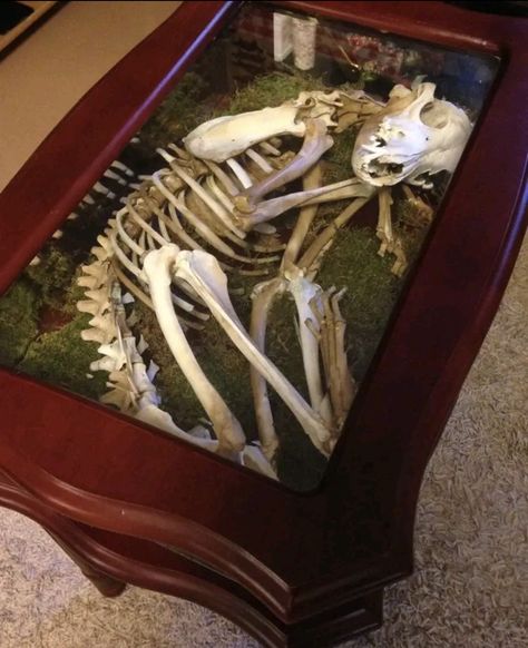 Coyote Skull Reference, Bone Collection Aesthetic, Coyote Skeleton, Oddities Decor, Vintage Oddities, Wet Specimen, Animal Skeletons, Taxidermy Art, Vulture Culture