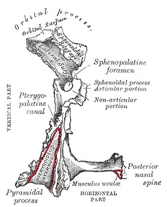 Illustrations. Fig. 169. Gray, Henry. 1918. Anatomy of the Human Body. Palatine Bone, Maxillary Sinus, Soft Palate, Nasal Cavity, Human Bones, Visual Learning, The Skull, The Human Body, Human Anatomy