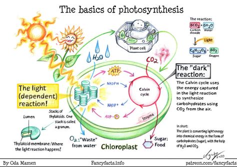 Photosynthesis Photosynthesis Graphic Organizer, Photosynthesis Drawing, Photosynthesis In Higher Plants, Photosynthesis Notes, Photosynthesis Projects, Ideas Apuntes, Plant Biology, Biology Plants, Light Reaction